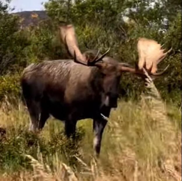 Picture: Some random moose